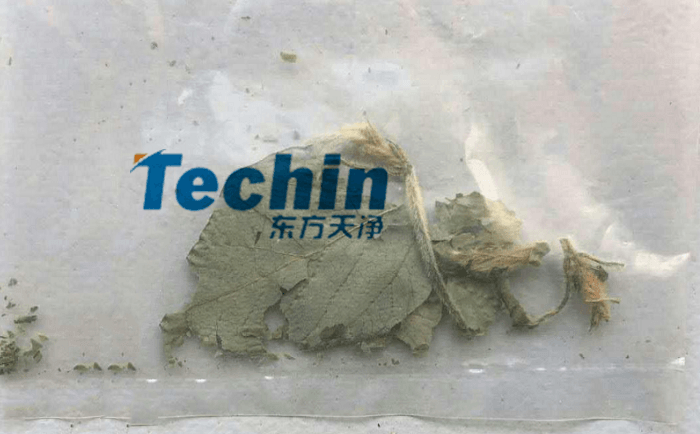 干黄豆叶香蕉视频入口前