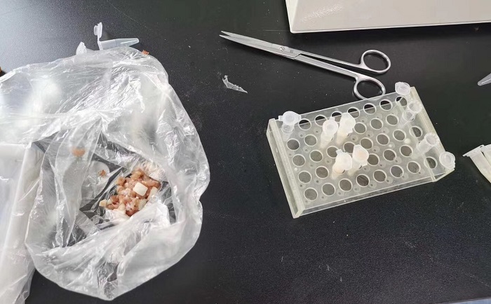 猪肉组织香蕉视频入口前