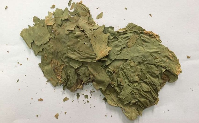 棉花叶香蕉视频入口
